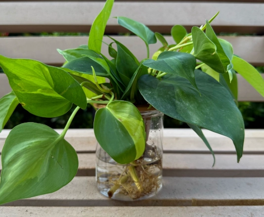 室內水種植物推薦