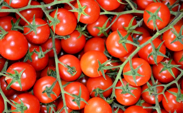 番茄低溫儲存技巧 番茄低溫儲存技巧