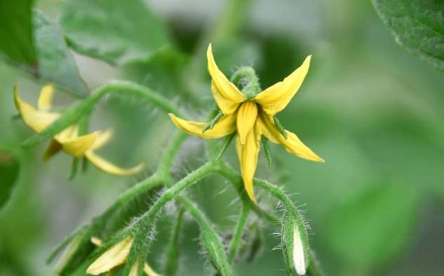 番茄病毒病防治