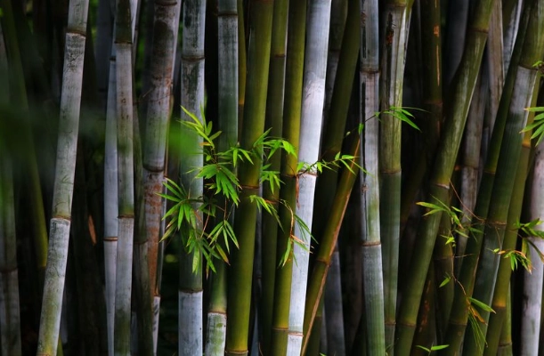 竹子葉子變黃原因 竹子葉子變黃原因