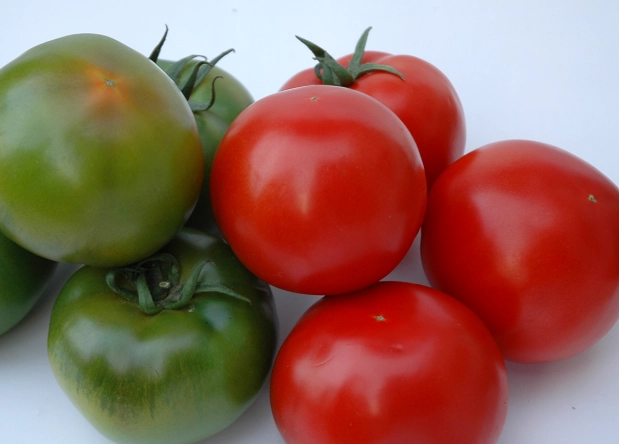 黑柿番茄栽培管理 黑柿番茄栽培管理