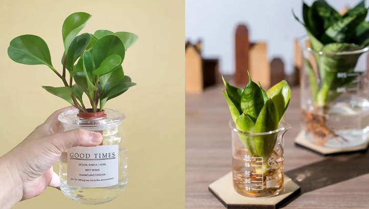 水耕蔬菜推薦 水耕蔬菜推薦