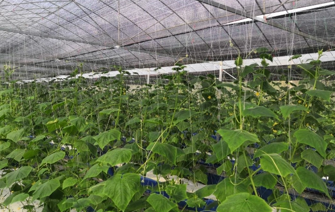 水耕蔬菜種類 水耕蔬菜種類