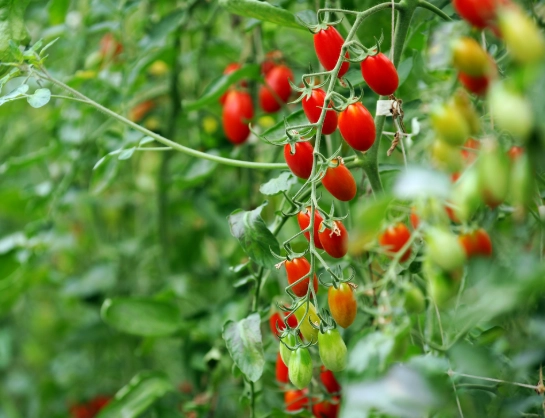 番茄种植距离 番茄种植距离