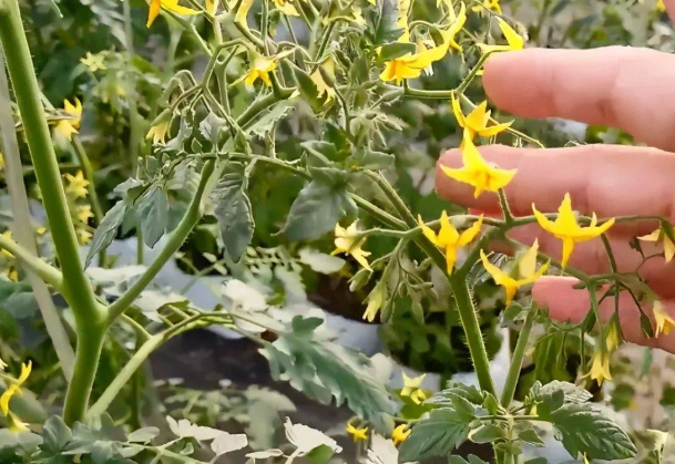 台灣番茄種植 台灣番茄種植