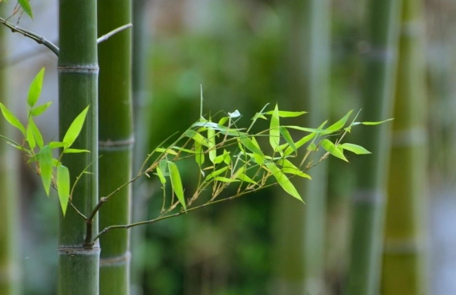 竹子葉子變黃原因 竹子葉子變黃原因