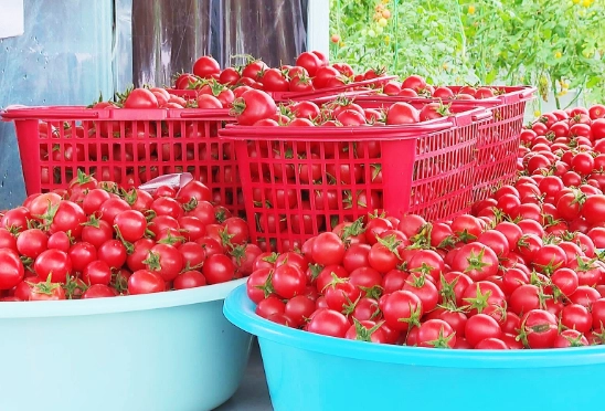 阳台小番茄栽培 阳台小番茄栽培