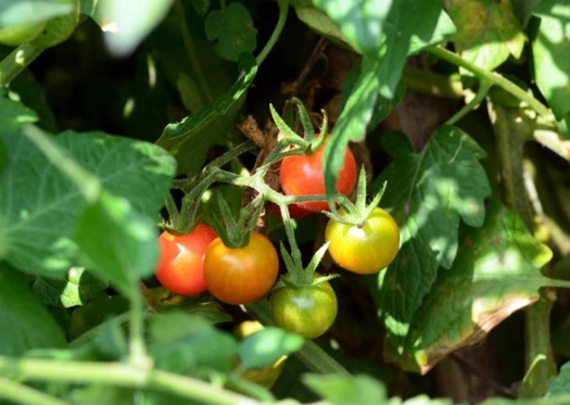 番茄栽培浇水方法