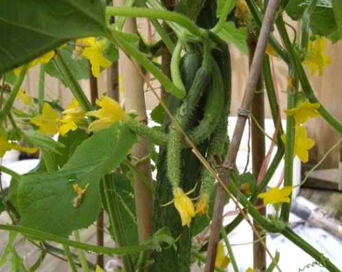 小黃瓜黃葉原因