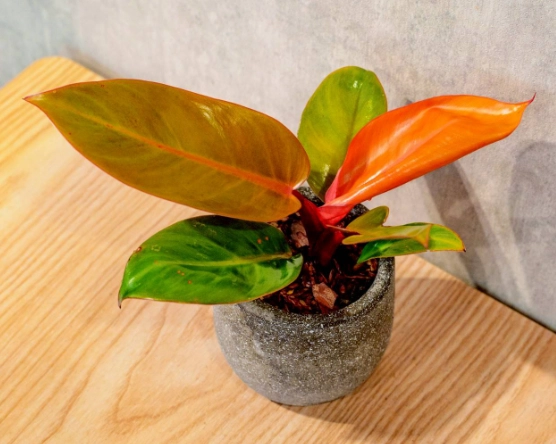 紅帝王蔓綠絨繁殖 紅帝王蔓綠絨繁殖