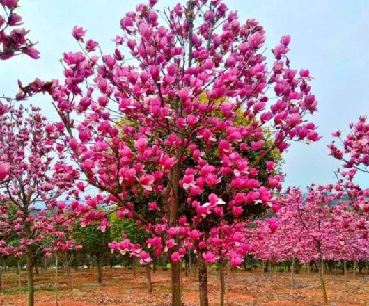 玉蘭花栽培 玉蘭花栽培