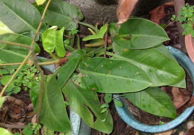 帝王蔓綠絨養護