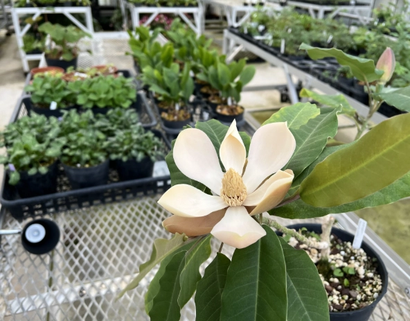 玉蘭花嫁接方法 玉蘭花嫁接方法