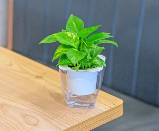 盆栽淨化空氣方法 盆栽淨化空氣方法