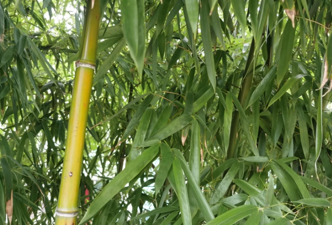 竹子養護技巧 竹子養護技巧