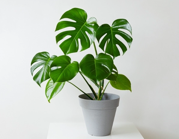 水耕龜背芋步驟