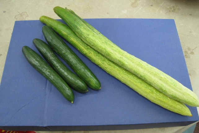 胡瓜栽培方法 胡瓜栽培方法