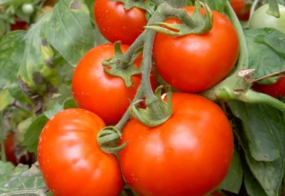 陽台種西紅柿 陽台種西紅柿