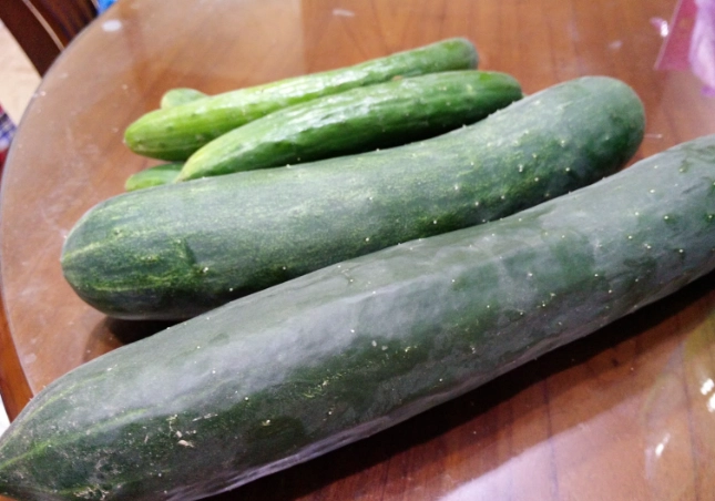 小黃瓜盆栽技巧 小黃瓜盆栽技巧