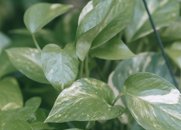 開根劑DIY 開根劑DIY