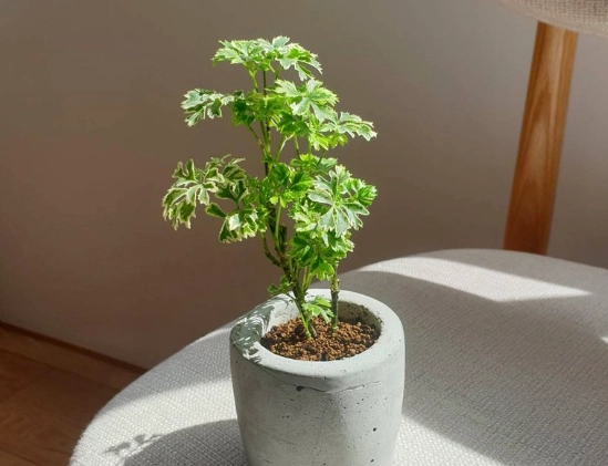 空氣淨化植物 空氣淨化植物