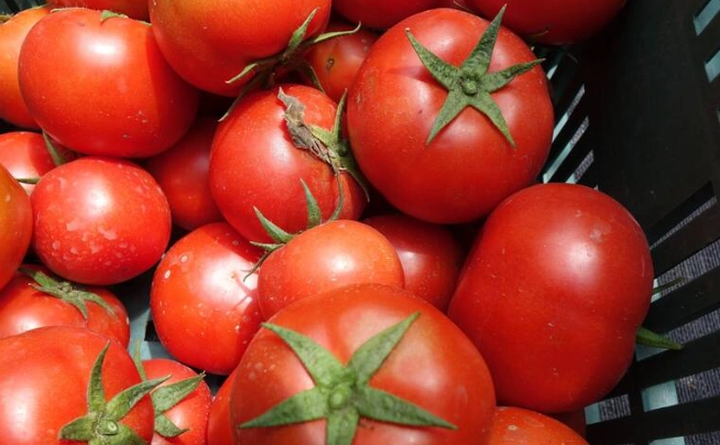 番茄栽培浇水方法