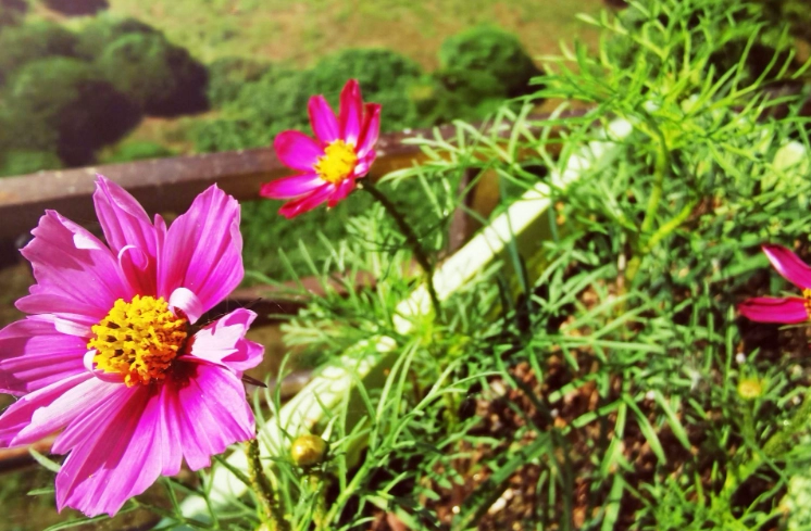 低維護戶外植物 低維護戶外植物