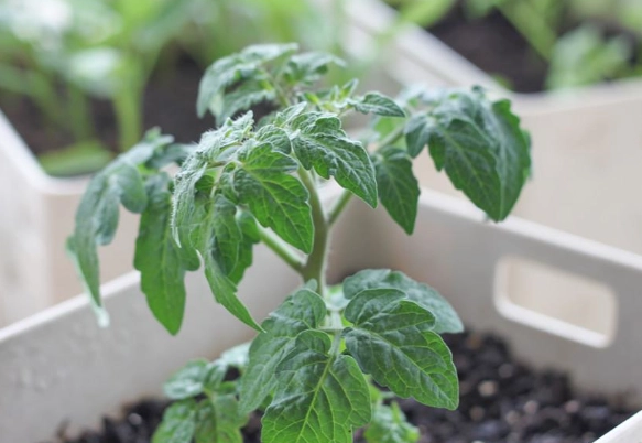 小番茄间距建议 小番茄间距建议