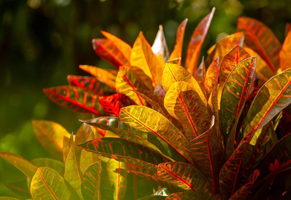 變葉木種植 變葉木種植