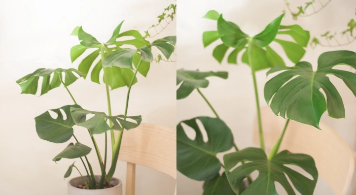 龜背芋節點繁殖