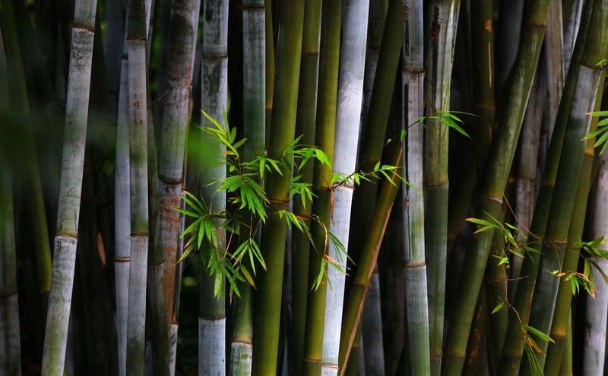 室內植物養護 室內植物養護