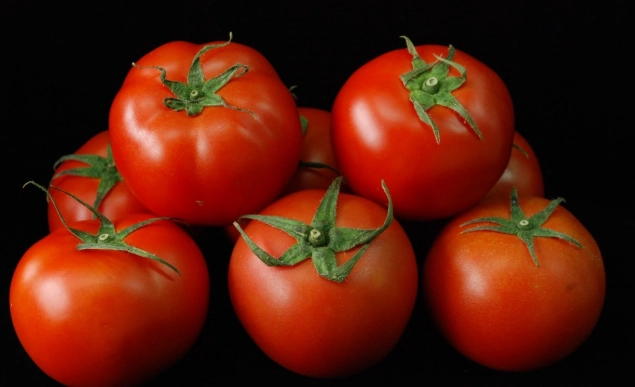 番茄開花不結果