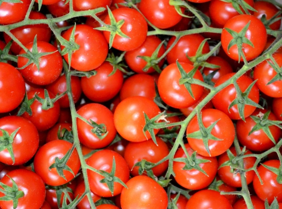 番茄徒長處理 番茄徒長處理