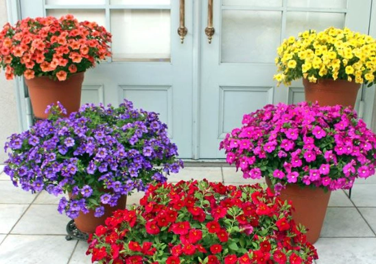 低維護戶外植物 低維護戶外植物