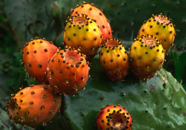 仙人掌養護技巧 仙人掌養護技巧