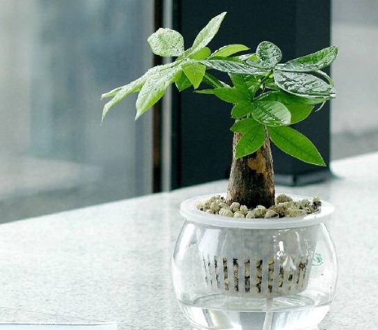 植物養根方法 植物養根方法