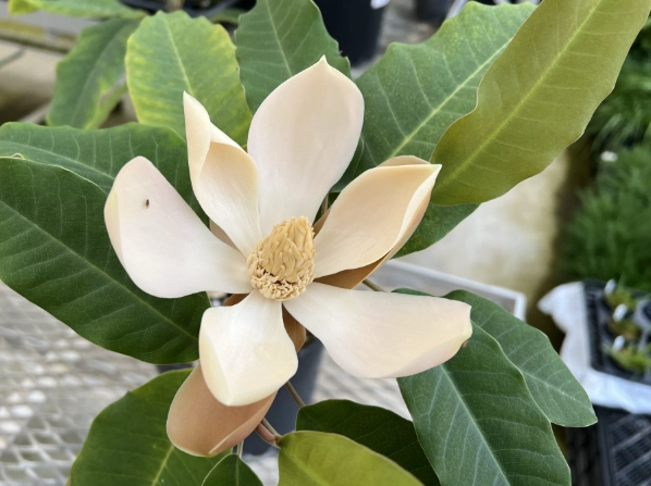 玉蘭花繁殖技巧 玉蘭花繁殖技巧