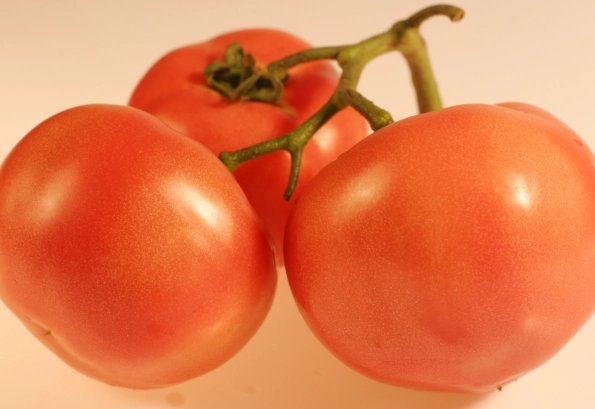 番茄產量提升方法 番茄產量提升方法