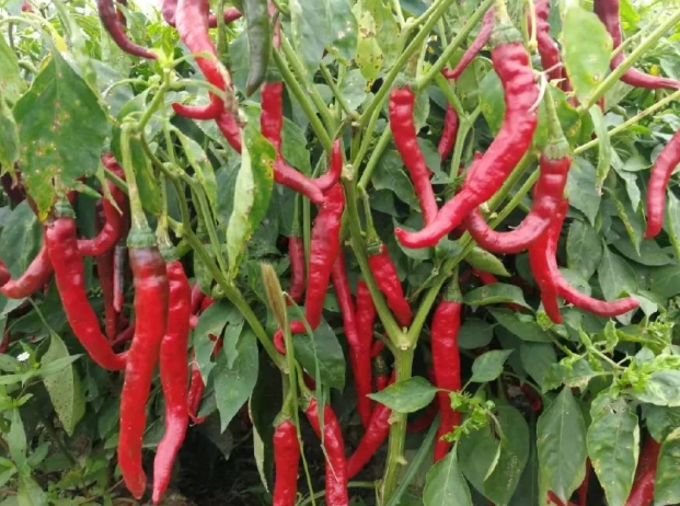 辣椒多久浇一次水