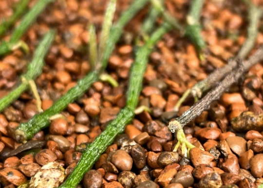 開根劑DIY 開根劑DIY