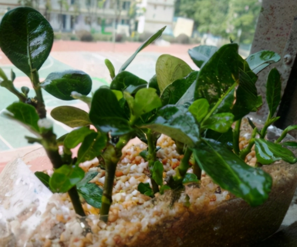 樹木修剪技巧 樹木修剪技巧