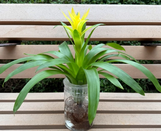 室內水種植物推薦