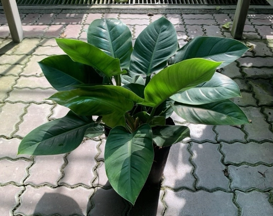 帝王蔓綠絨養護