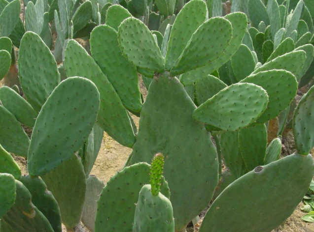 仙人掌生長特性 仙人掌生長特性
