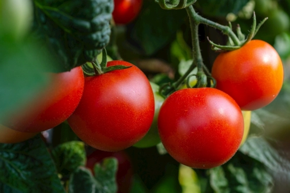 番茄种植肥料选择