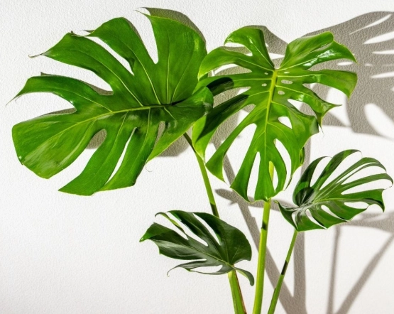 龜背芋節點問題