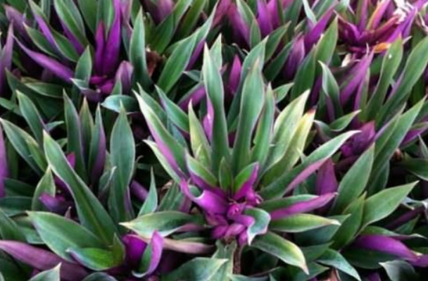 萬年青葉變黃原因 萬年青葉變黃原因