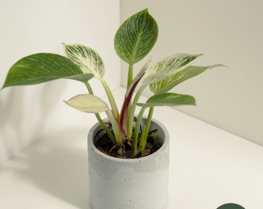 鉑金蔓綠絨養護 鉑金蔓綠絨養護