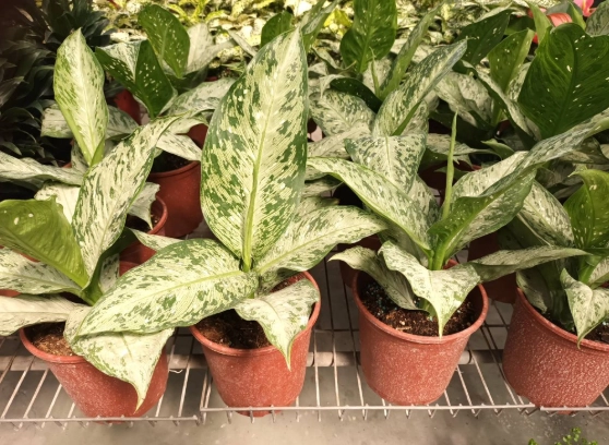 萬年青黃葉處理 萬年青黃葉處理