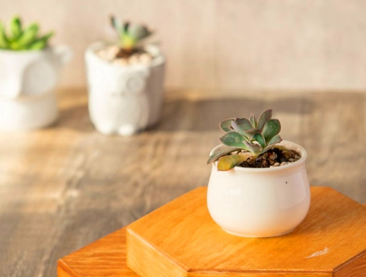 陶盆優缺點比較 陶盆優缺點比較